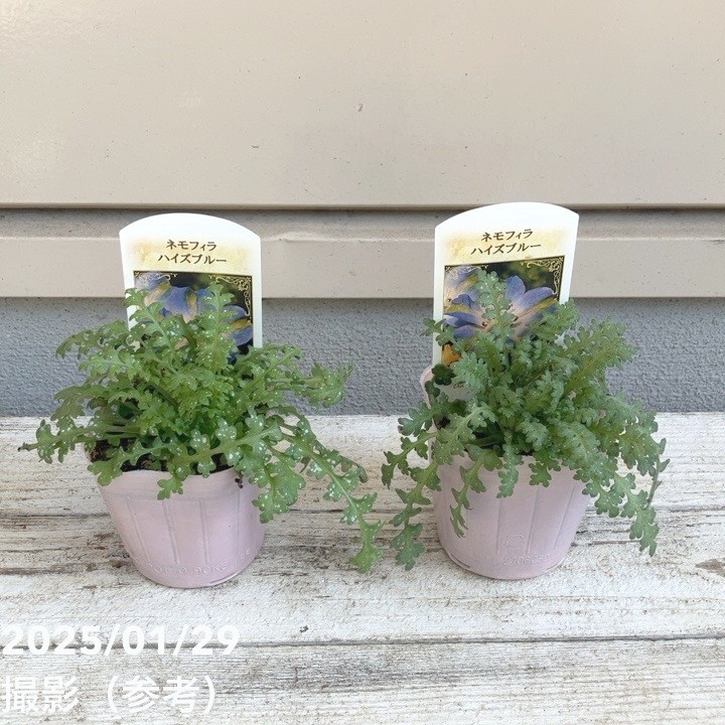卓上の花 ネモフィラ ハイズブルー 3号×2株セット PVP｜草花04-PA | 草花,[季節