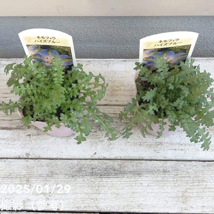 ネモフィラ ハイズブルー 3号×2株セット PVP｜草花04-PA | 草花,[季節