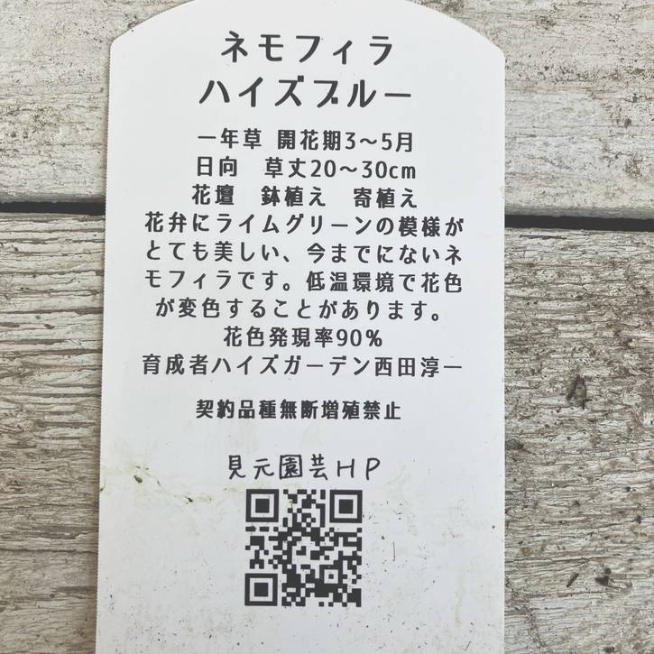 ネモフィラ ハイズブルー 3号×2株セット PVP｜草花04-PA | 草花,[季節