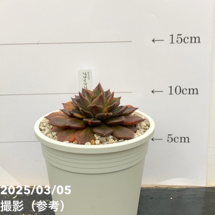 現品お届け】エケベリア 3.5号 ブラックプリンス錦（2）｜観葉10-TU