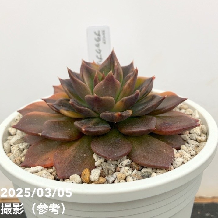 現品お届け】エケベリア 3.5号 ブラックプリンス錦（2）｜観葉10-TU