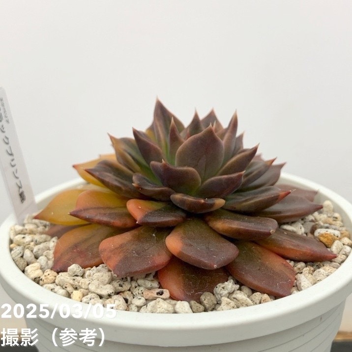 多肉植物 ブラックプリンス♡抜き苗(^○^) 多肉植物 ブラックプリンス錦 ① 速達付】11 ブラックピンク錦