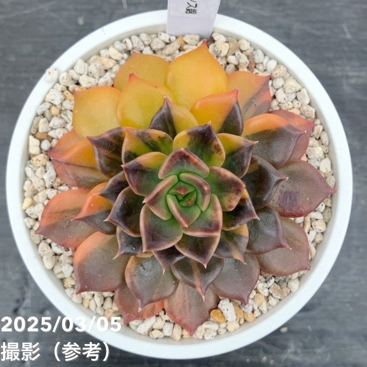 現品お届け】エケベリア 3.5号 ブラックプリンス錦（2）｜観葉10-TU