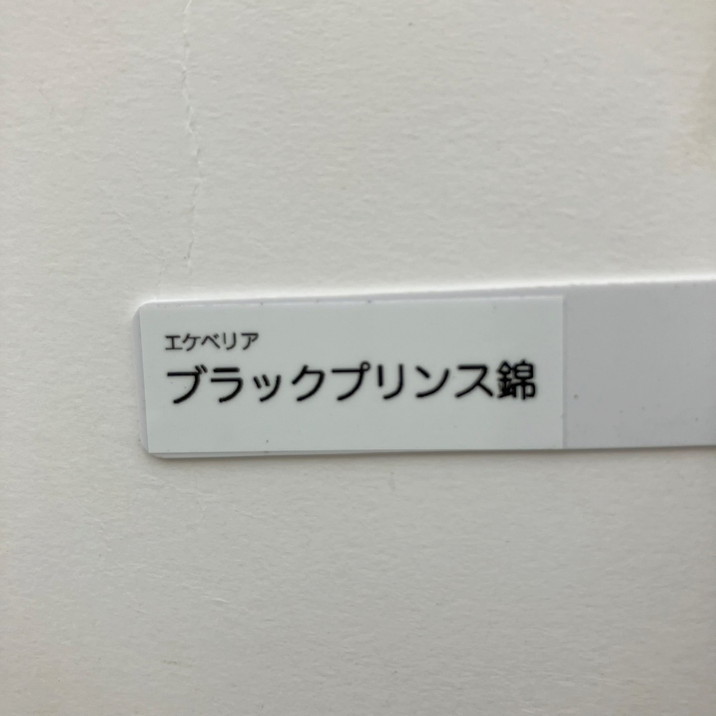 現品お届け】エケベリア 3.5号 ブラックプリンス錦（2）｜観葉10-TU