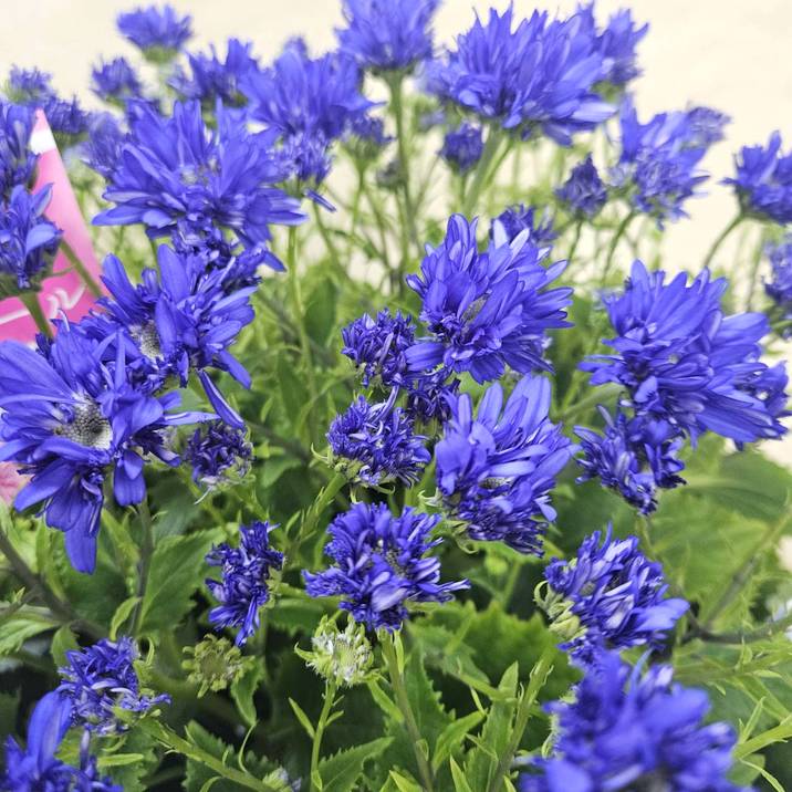 春ギフト2025 赤塚植物園オリジナルフラワーバスケット（サイネリア