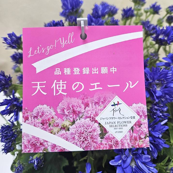 春ギフト2025 赤塚植物園オリジナルフラワーバスケット（サイネリア