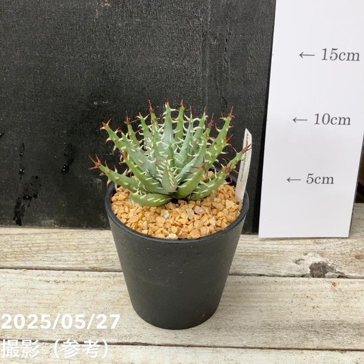 アロエ エリナケア 3号｜観葉04-PA | 観葉・多肉 | 赤塚植物園