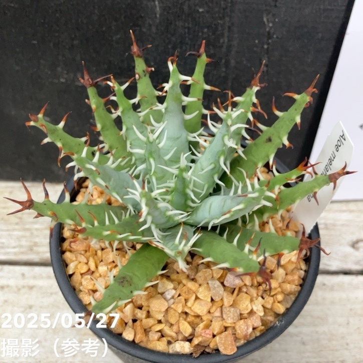 アロエ エリナケア 3号｜観葉04-PA | 観葉・多肉 | 赤塚植物園