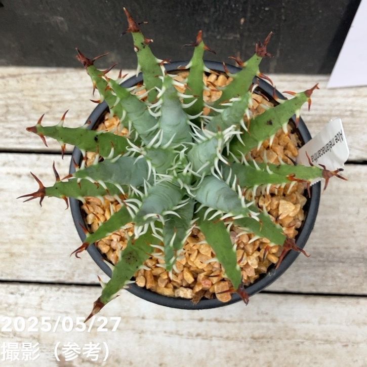 アロエ エリナケア 3号｜観葉04-PA | 観葉・多肉 | 赤塚植物園