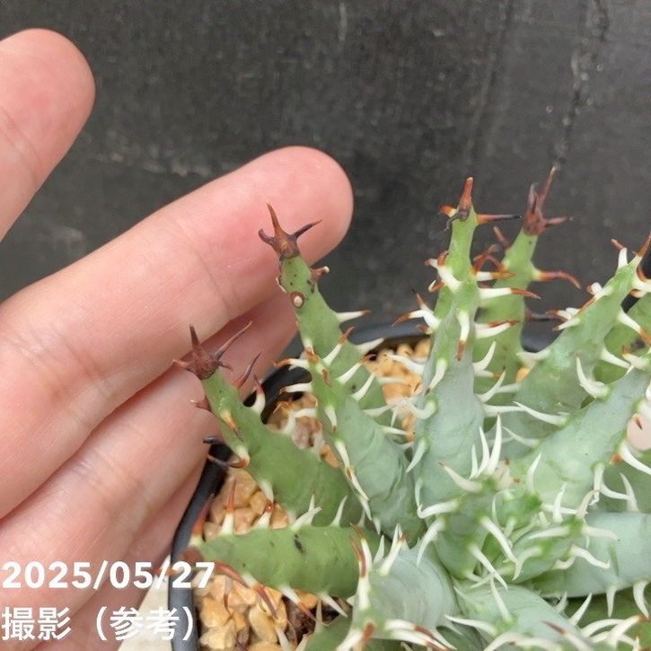 アロエ エリナケア 3号｜観葉04-PA | 観葉・多肉 | 赤塚植物園