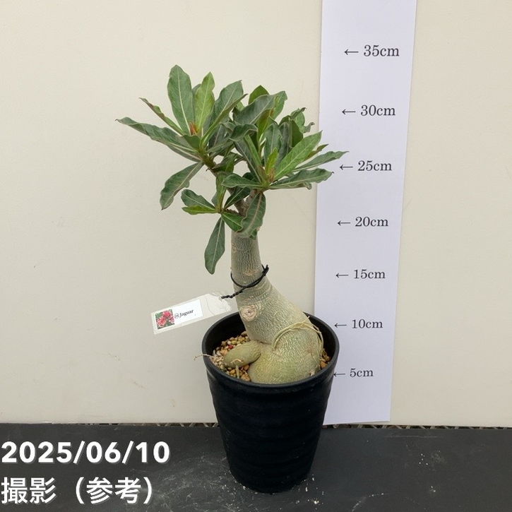 アデニウム　オベスム アデニウム オベスム 4号 Jaguar（24）｜観葉01-D1 | 観葉・多肉