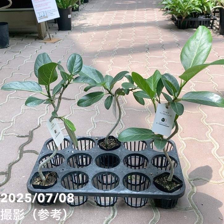 フィカス ベンガレンシス 2.5号｜観葉04-PA | 観葉・多肉