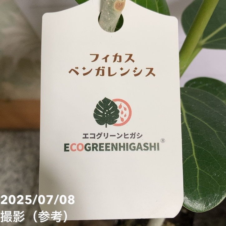 フィカス ベンガレンシス 2.5号｜観葉04-PA | 観葉・多肉,フィカス