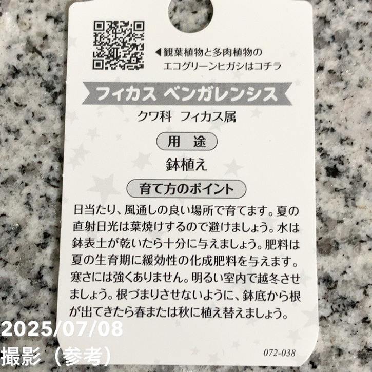 フィカス ベンガレンシス 2.5号|観葉04-PA