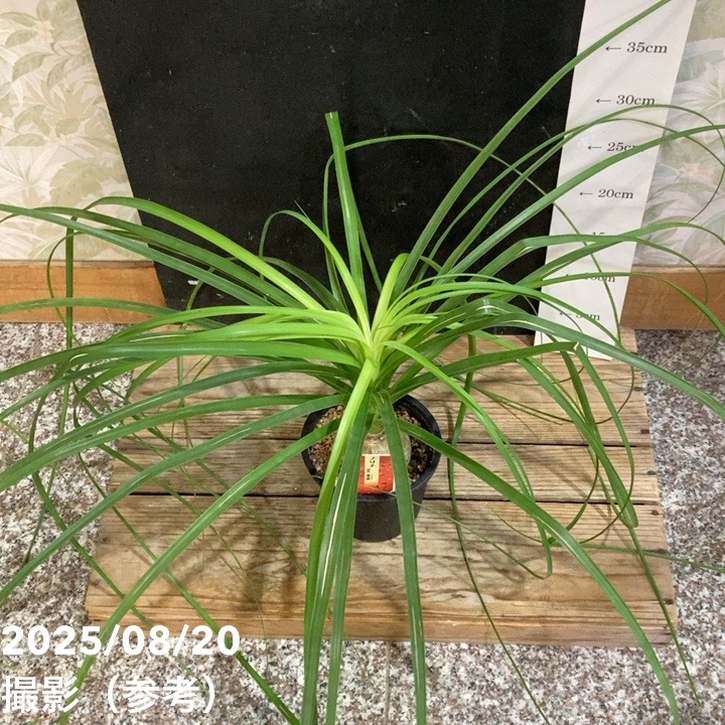 コア様リクエスト トックリラン 50株 コア様トックリラン ノリナ 50株 まとめ売り - メルカリ