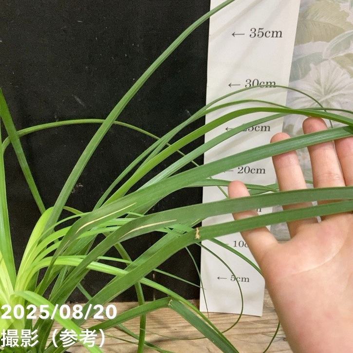 コア様リクエスト トックリラン 50株 コア様リクエスト トックリラン 50株 コア トックリラン50個おまとめ