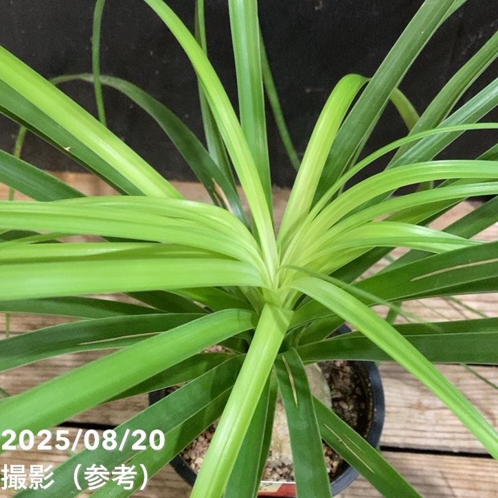 トックリラン（ノリナ）4号｜観葉04-PA | 観葉・多肉 | 赤塚植物園