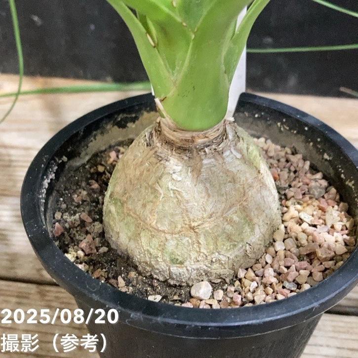 トックリラン（ノリナ）4号｜観葉04-PA | 観葉・多肉 | 赤塚植物園