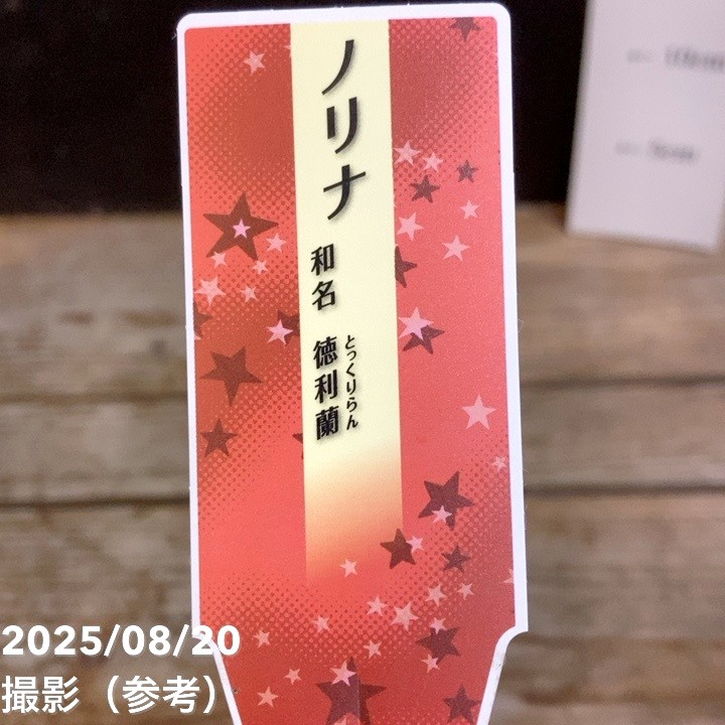 トックリラン（ノリナ）4号｜観葉04-PA | 観葉・多肉 | 赤塚植物園