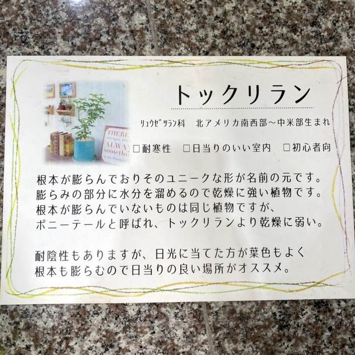 コア様リクエスト トックリラン 50株 コア様リクエスト トックリラン50個