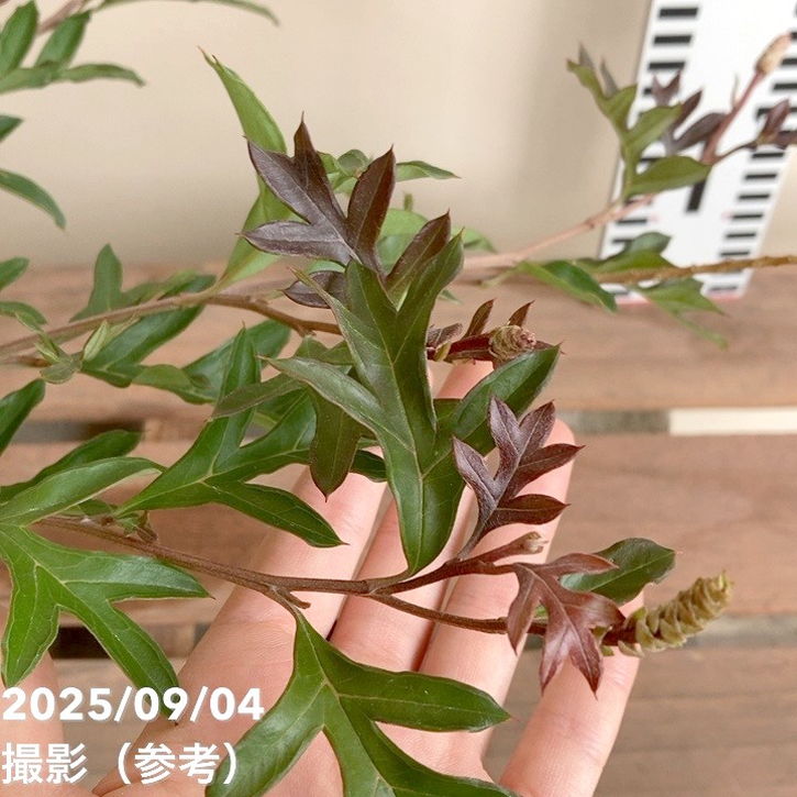 決算P5倍！8/2まで】グレビレア ガウディ・G・チャウディ 5号｜花木04