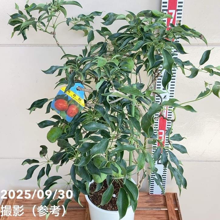 実付き＞ムベ トキワアケビ 長命樹 6号 行燈仕立て｜果樹04-PA | 果樹