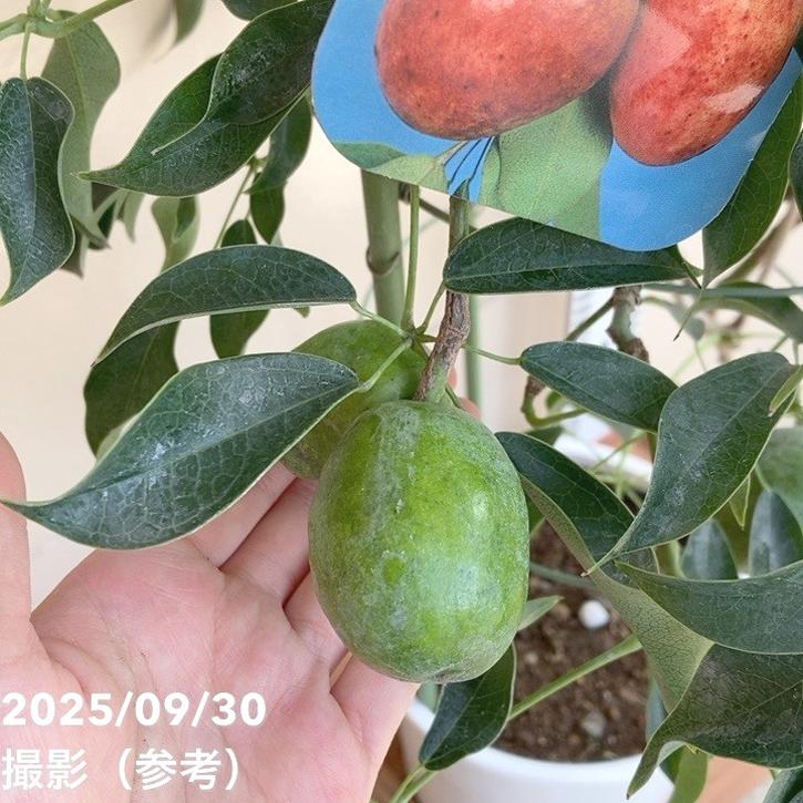 実付き＞ムベ トキワアケビ 長命樹 6号 行燈仕立て｜果樹04-PA | 果樹