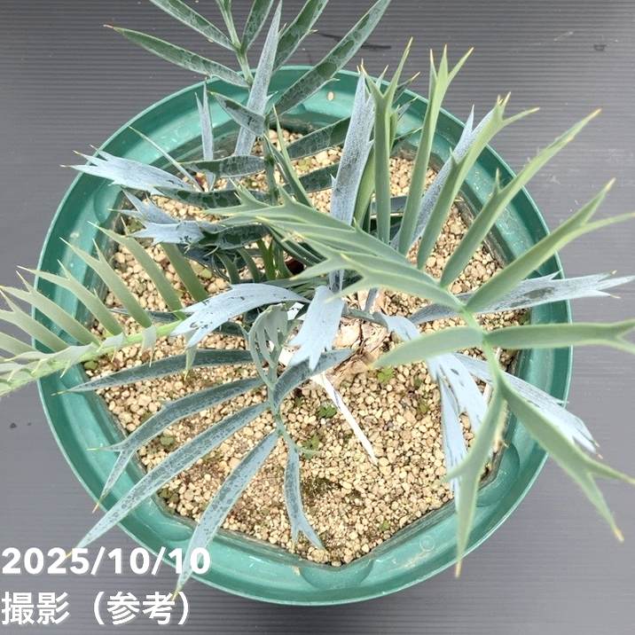 激レア！現品お届け】エンセファラルトス レーマンニイ（レーマン