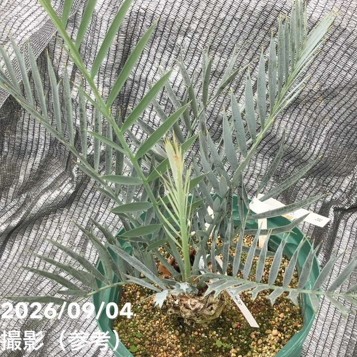 激レア！現品お届け】エンセファラルトス レーマンニイ（レーマン