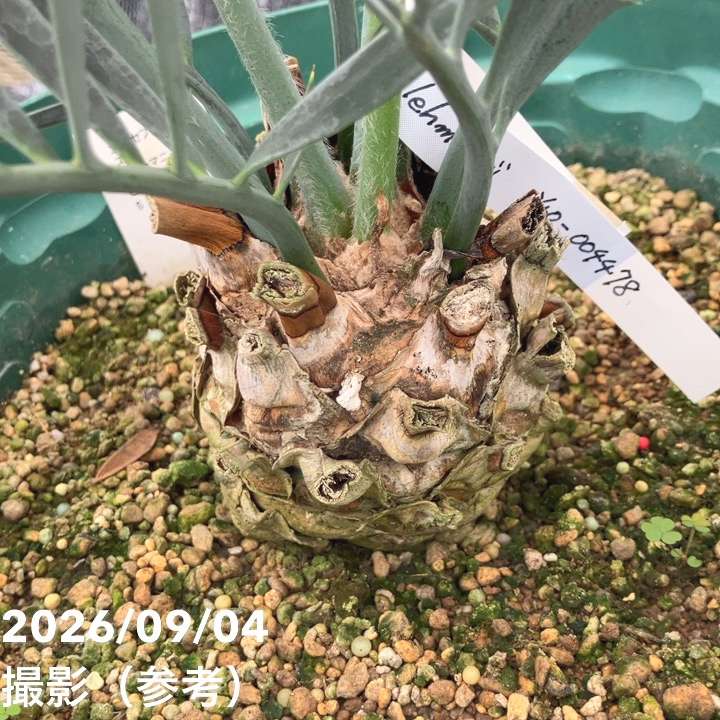 激レア！現品お届け】エンセファラルトス レーマンニイ（レーマン