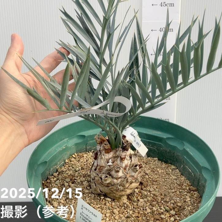 激レア！現品お届け】エンセファラルトス レーマンニイ（レーマン