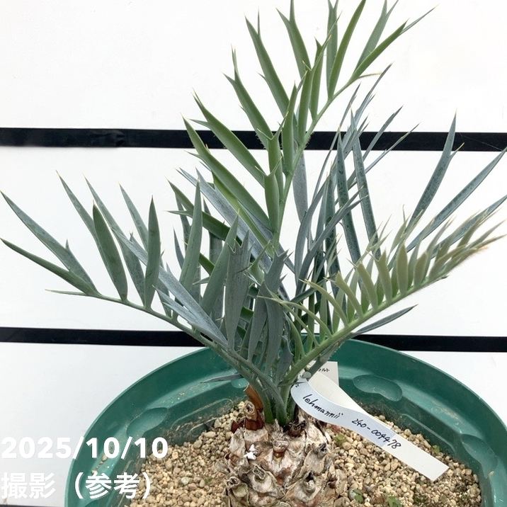 激レア！現品お届け】エンセファラルトス レーマンニイ