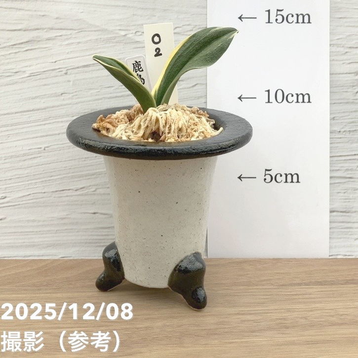 現品お届け】豊明園 万年青 オモト 鹿島錦 陶器鉢（O2）｜観葉10-TU