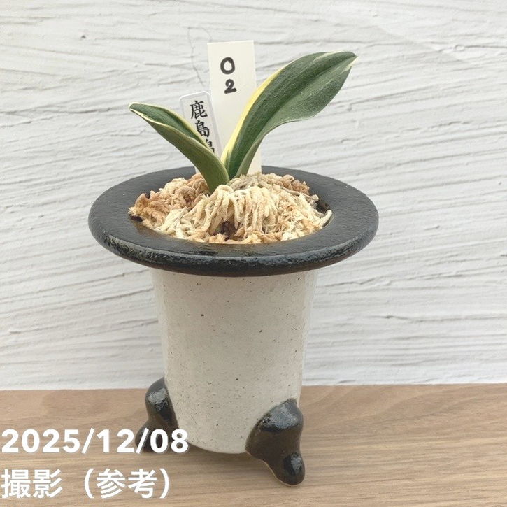 現品お届け】豊明園 万年青 オモト 鹿島錦 陶器鉢（O2）｜観葉10-TU