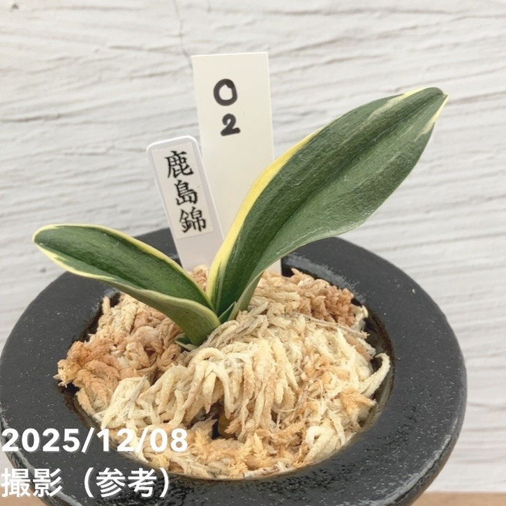 現品お届け】豊明園 万年青 オモト 鹿島錦 陶器鉢（O2）｜観葉10-TU