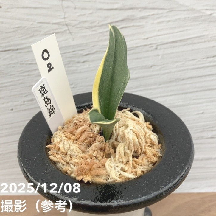 現品お届け】豊明園 万年青 オモト 鹿島錦 陶器鉢（O2）｜観葉10-TU