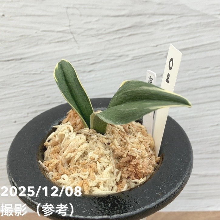 現品お届け】豊明園 万年青 オモト 鹿島錦 陶器鉢（O2）｜観葉10-TU