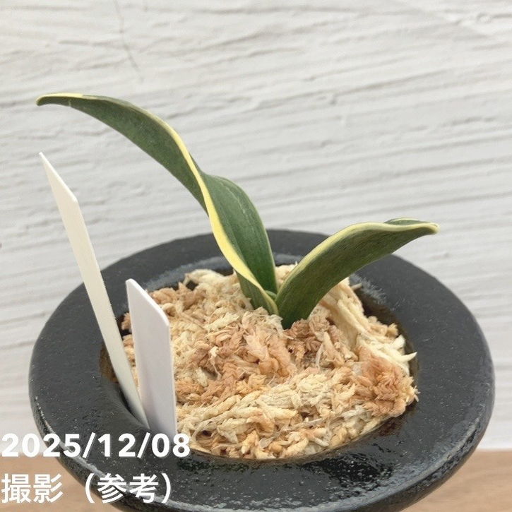 現品お届け】豊明園 万年青 オモト 鹿島錦 陶器鉢（O2）｜観葉10-TU