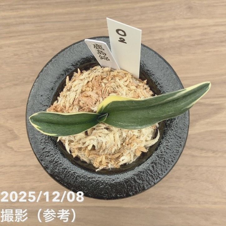 現品お届け】豊明園 万年青 オモト 鹿島錦 陶器鉢（O2）｜観葉10-TU