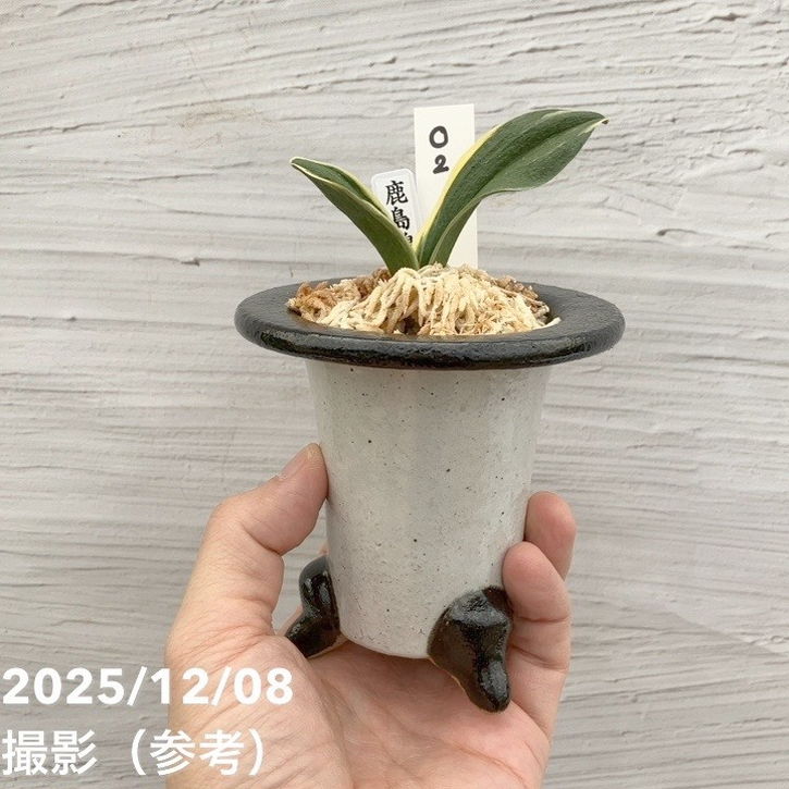 現品お届け】豊明園 万年青 オモト 鹿島錦 陶器鉢（O2）｜観葉10-TU
