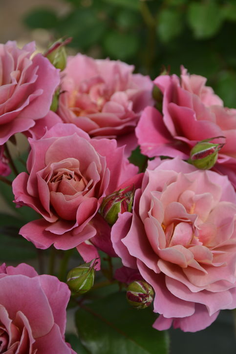 バラ大苗 葵の上 7号 ロサ・オリエンティスプログレッシオ｜花木04-PA