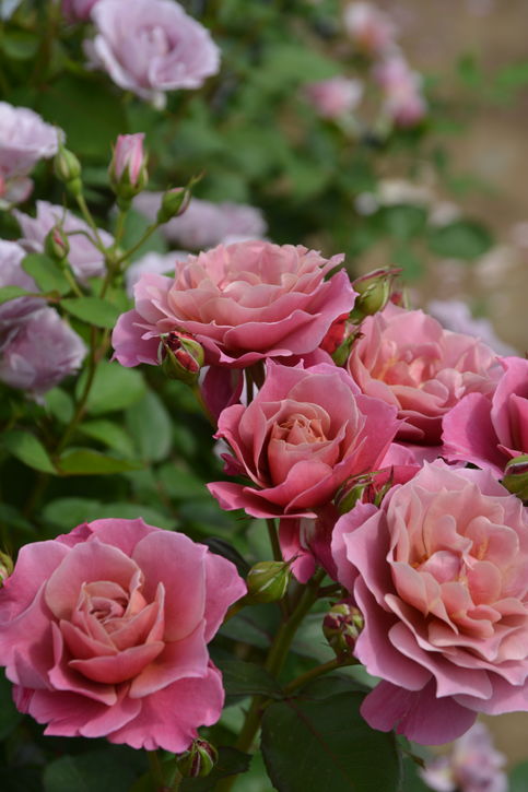 バラ大苗 葵の上 7号 ロサ・オリエンティスプログレッシオ｜花木04-PA