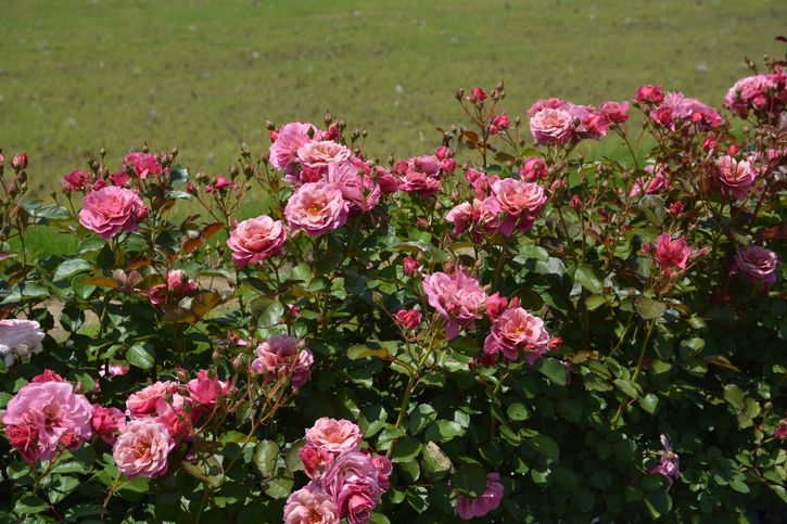 バラ大苗 葵の上 7号 ロサ・オリエンティスプログレッシオ｜花木04-PA