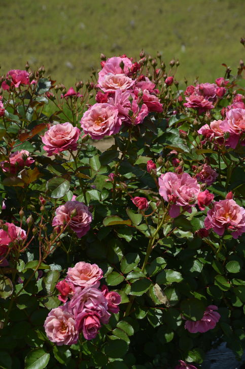 バラ大苗 葵の上 7号 ロサ・オリエンティスプログレッシオ｜花木04-PA