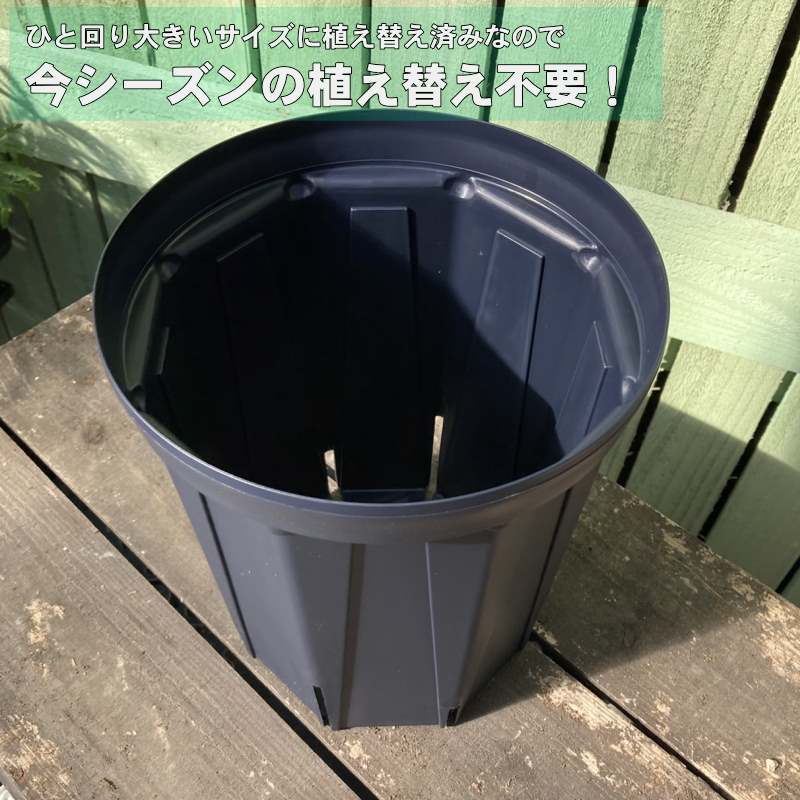 バラ大苗 葵の上 7号 ロサ・オリエンティスプログレッシオ｜花木04-PA