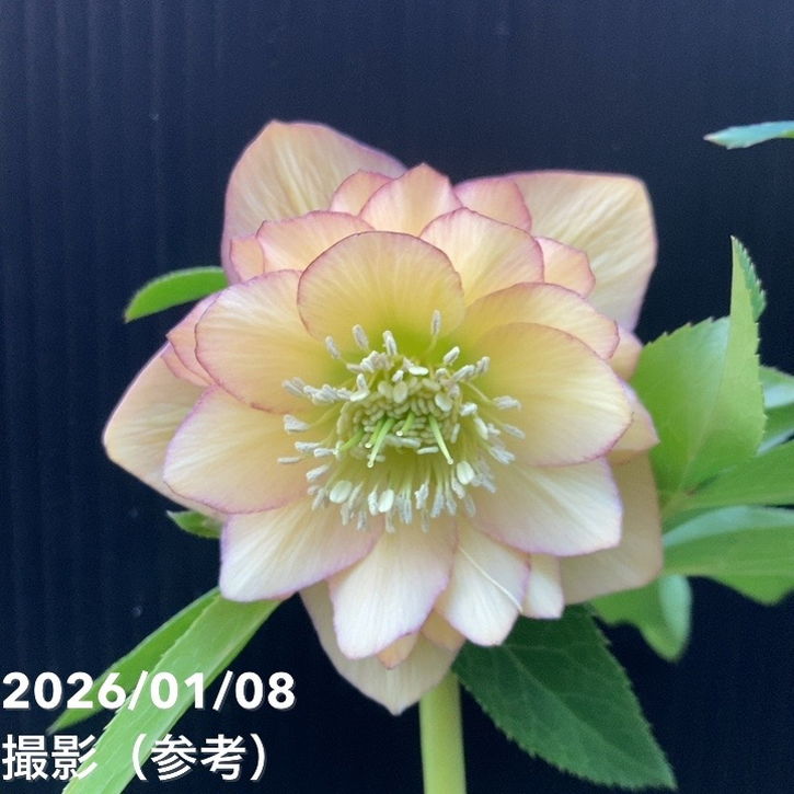 一点物】堀切園 クリスマスローズ ウィンターシンフォニー 5号角鉢