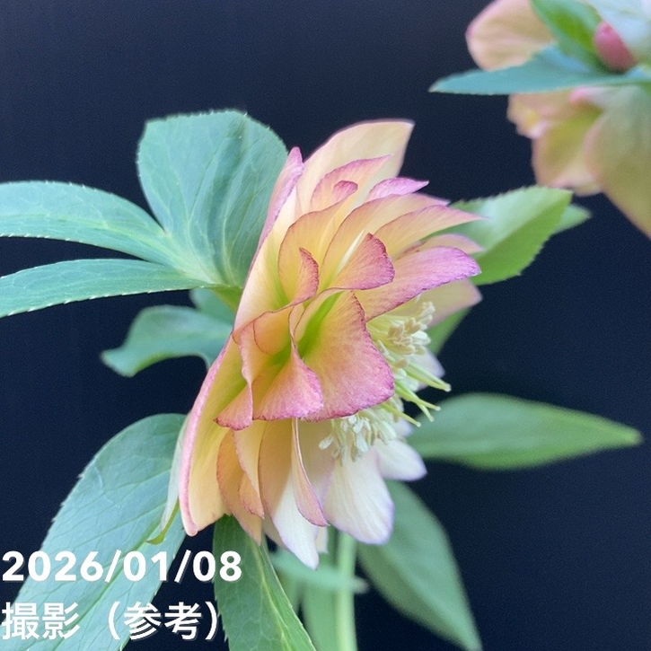 一点物】堀切園 クリスマスローズ ウィンターシンフォニー 5号角鉢