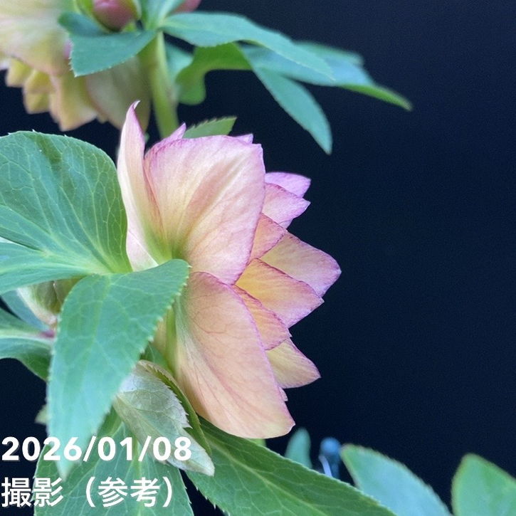 一点物】堀切園 クリスマスローズ ウィンターシンフォニー 5号角鉢