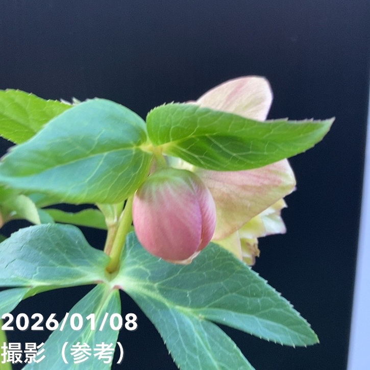 一点物】堀切園 クリスマスローズ ウィンターシンフォニー 5号角鉢