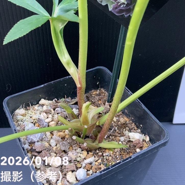 一点物】堀切園 クリスマスローズ ウィンターシンフォニー 5号角鉢